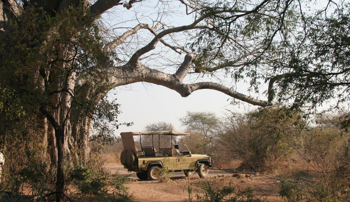 Enjoy Ruaha in our 4WD open sided 4 seater vehicles, private vehicles are available for hire